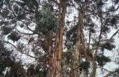 tti7112, Hermosa parcela con bosque nativo